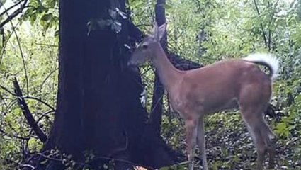 Cette biche n'est pas si différente de nous. Elle va vous surprendre