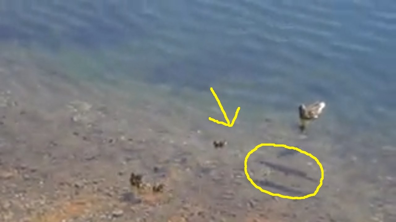 Une cane se promène avec ses bébés. mais la balade va virer au drame