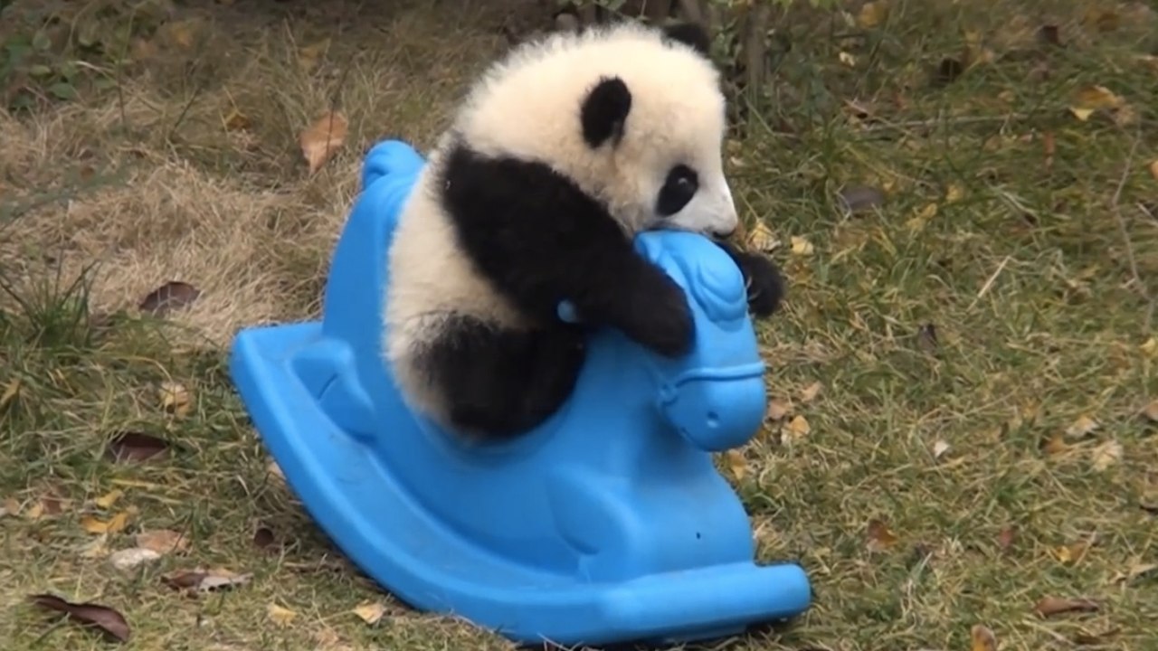 Un adorable bébé panda fait du cheval à bascule