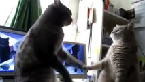 Ces chats savent jouer comme de vrais enfants. Ils sont tout simplement adorables