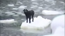 Ce chien est coincé sur une plaque de glace en Russie. Comment va t-il s'en sortir ?
