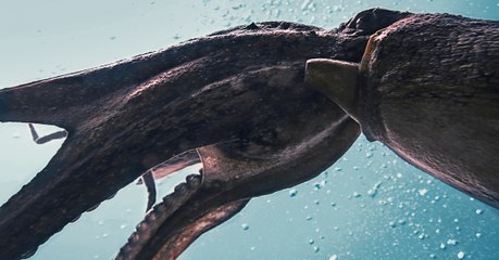 Wissenschaftlicher Erfolg: Die ersten Aufnahmen eines Riesenkalmars sind beeindruckend (Video)