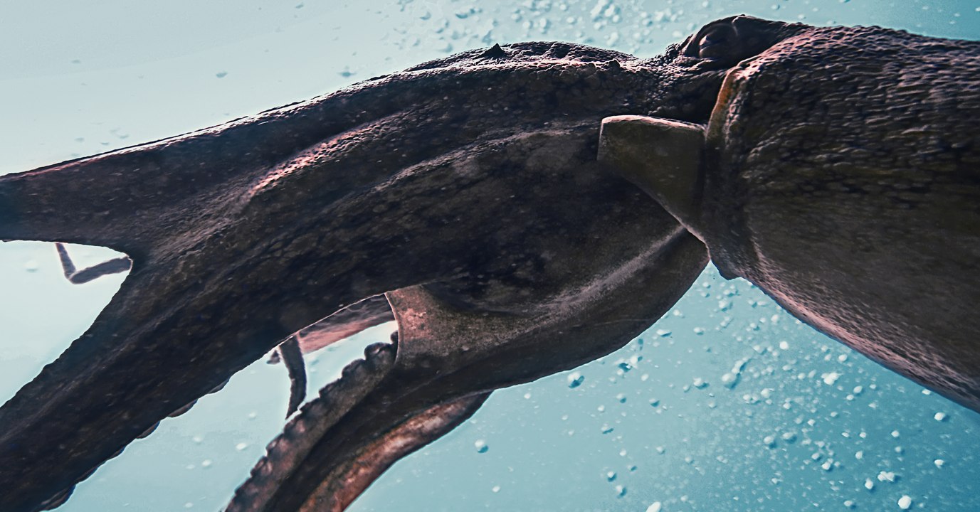 Wissenschaftlicher Erfolg: Die ersten Aufnahmen eines Riesenkalmars sind beeindruckend (Video)