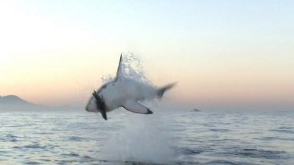 Le requin blanc est un prédateur sans pitié. La preuve