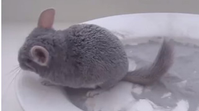 Ce chinchilla aime prendre des bains pas comme les autres
