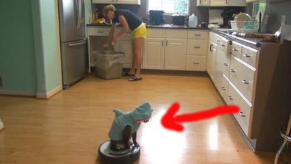 Ce chat pourrait jouer dans les Dents de la mer. Il va vous montrer comment