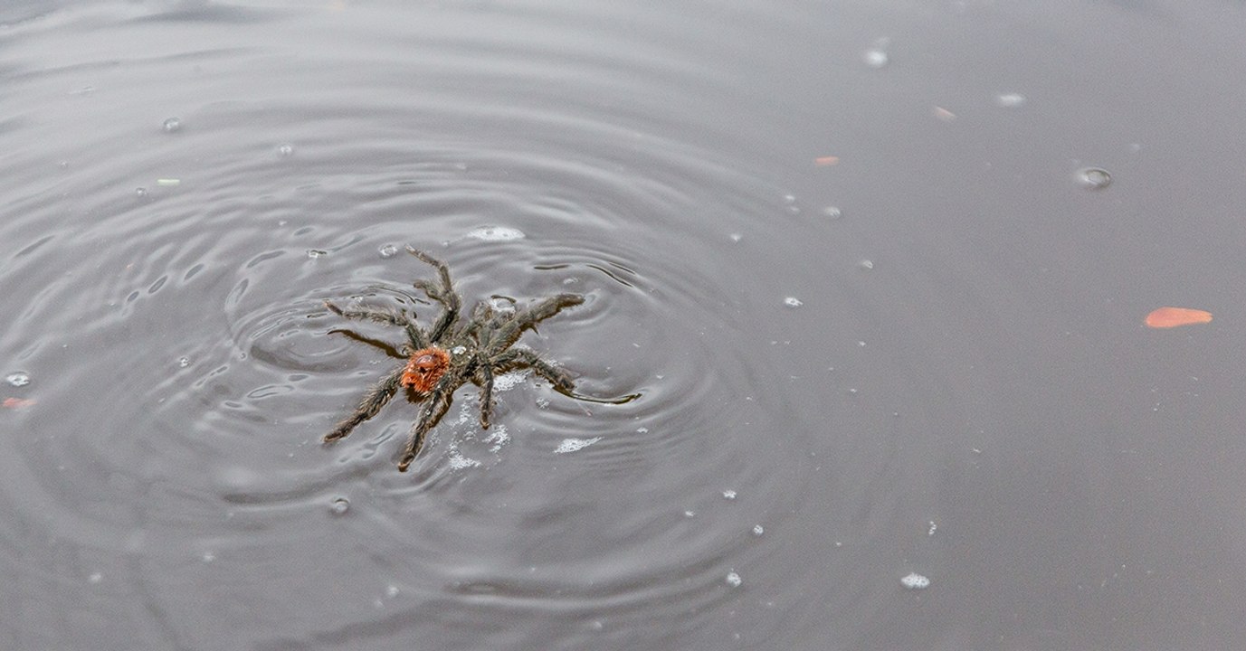 Auch Riesenspinnen können schwimmen: Das beweist dieses Video
