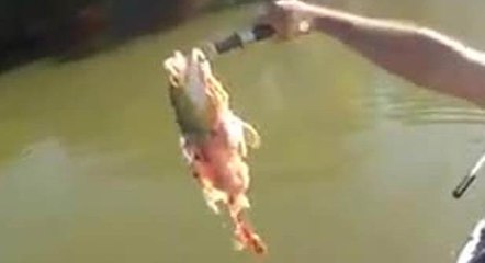 Les piranhas sont des créatures sans pitié. Même envers les pécheurs