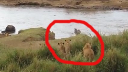 Ce zèbre voulait se promener tranquillement. Mais certains rôdeurs étaient présents