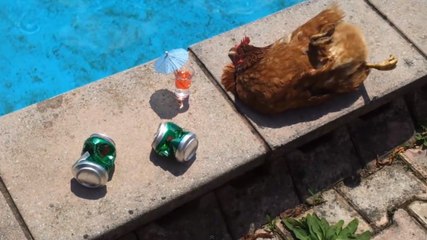 Les poules savent mieux faire la fête que nous. Et elles le prouvent