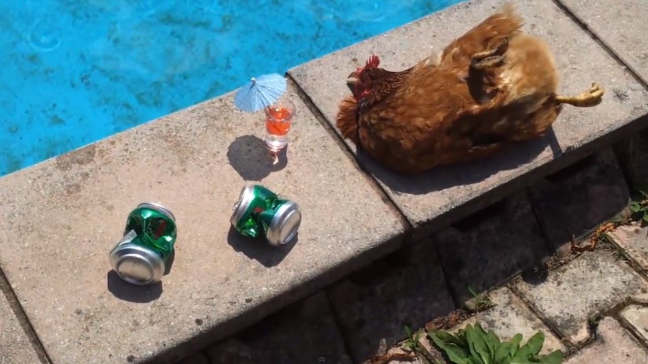 Les poules savent mieux faire la fête que nous. Et elles le prouvent