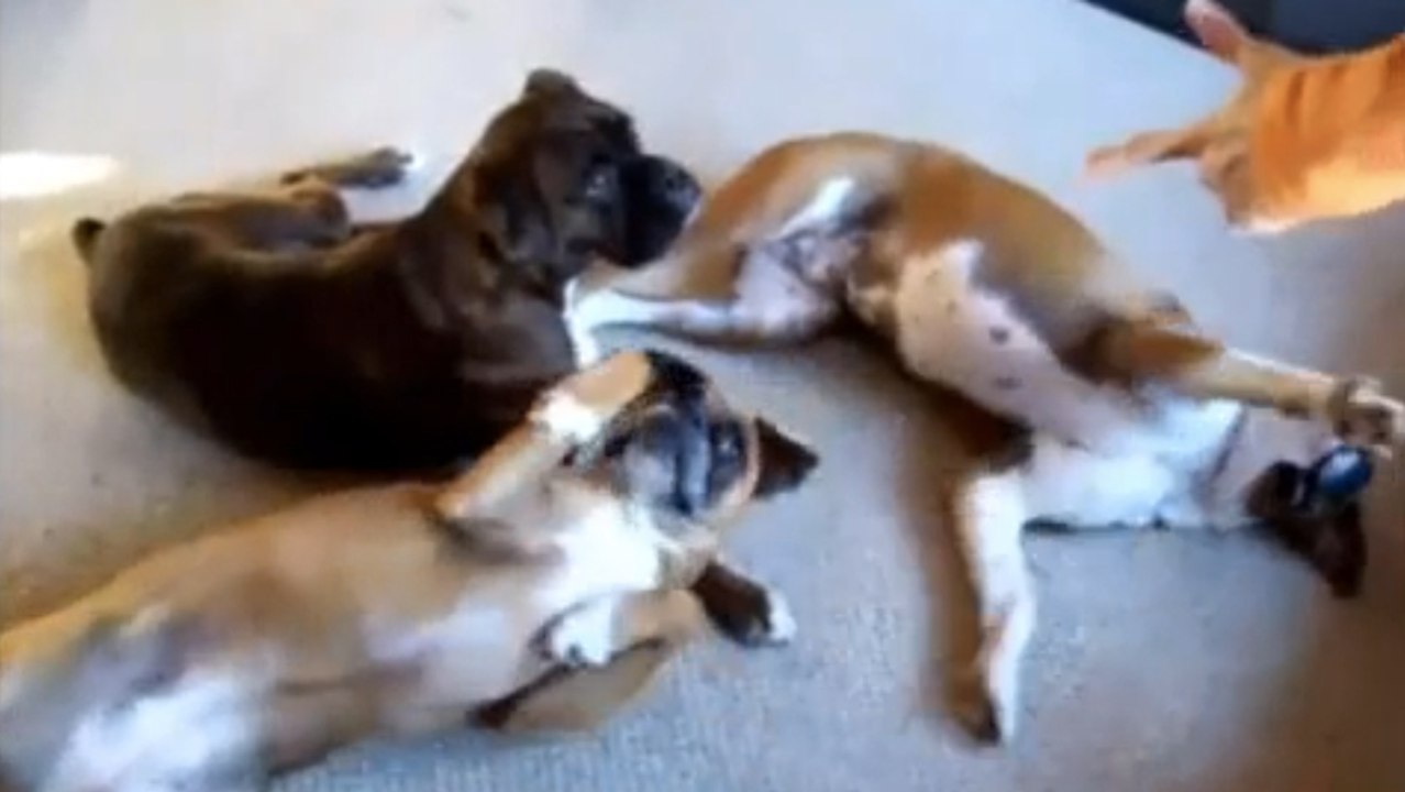 Ces animaux pourraient gagner un Oscar. Ce sont...