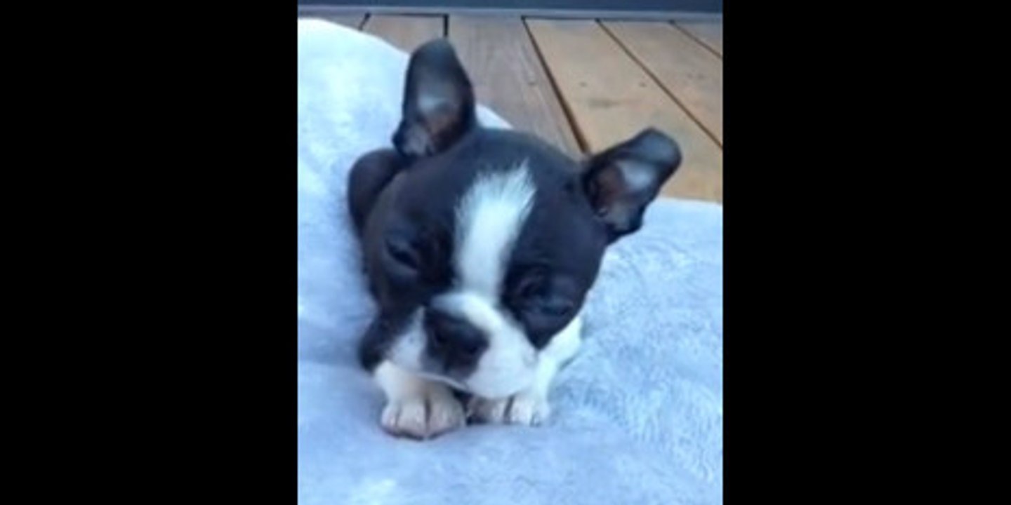 Cet homme a une technique infaillible pour endormir son chien. Il lui chante une berceuse.