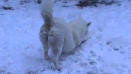 Ce chien découvre la neige pour la première fois. Et ça ne se passe pas comme prévu