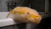 Ce python albinos n'est pas comme les autres. Il aime prendre des bains