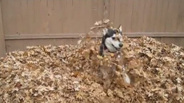 Ce husky joue dans un tas de feuilles. C'est le plus beau jour de sa vie
