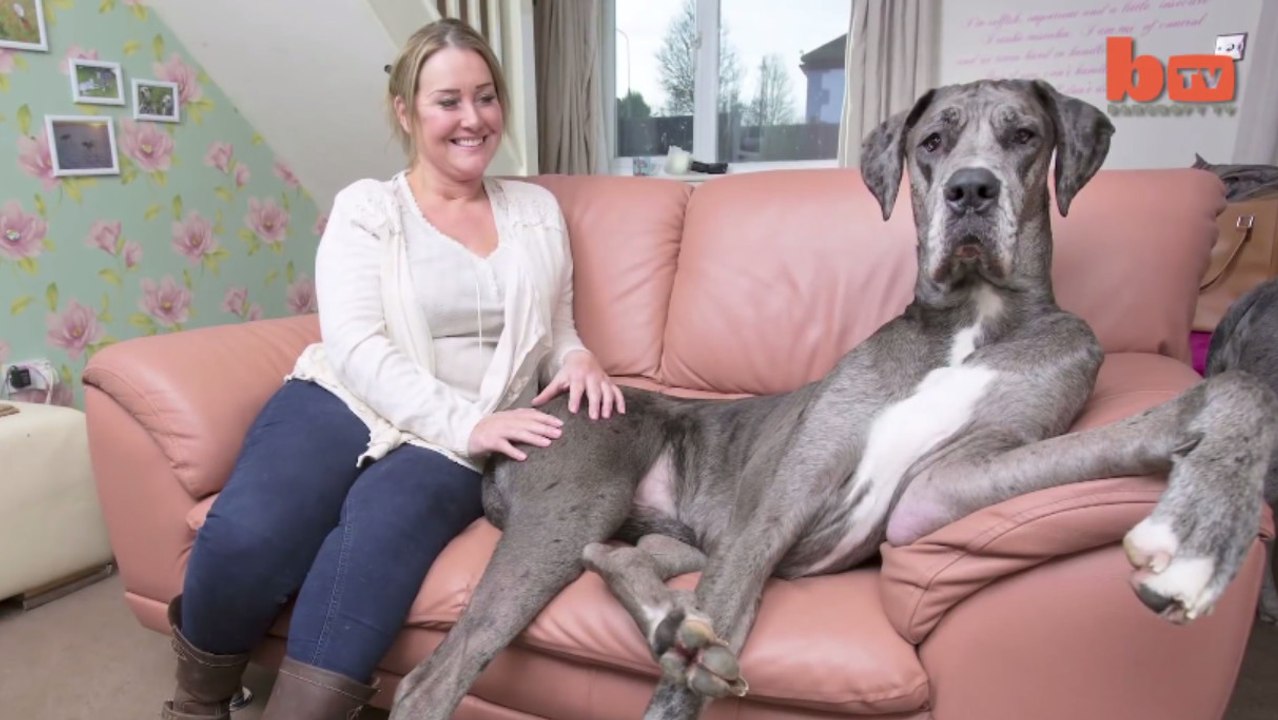 Freddy n'est pas un chien comme les autres. Vous auriez sans doute peur de lui