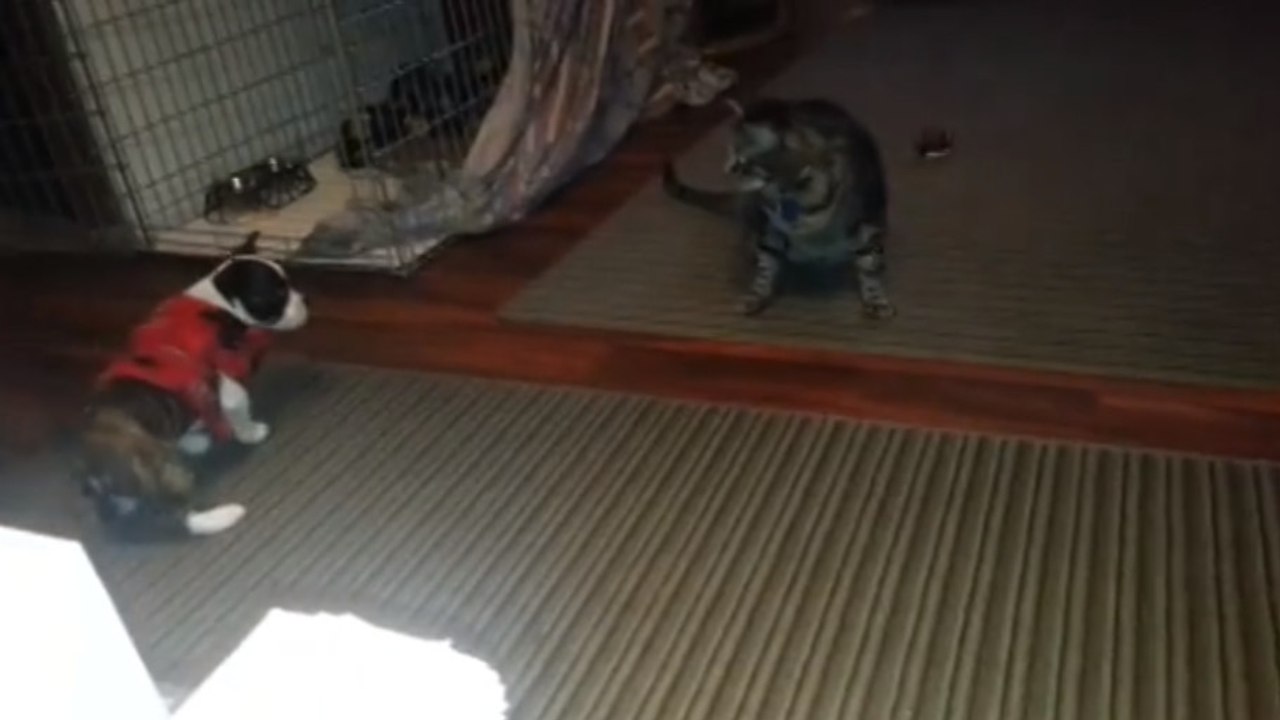 Ce chien et ce chat combattent, qui va gagner ?