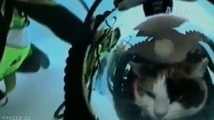 Ce chat n'est pas comme les autres. Découvrez sa particularité