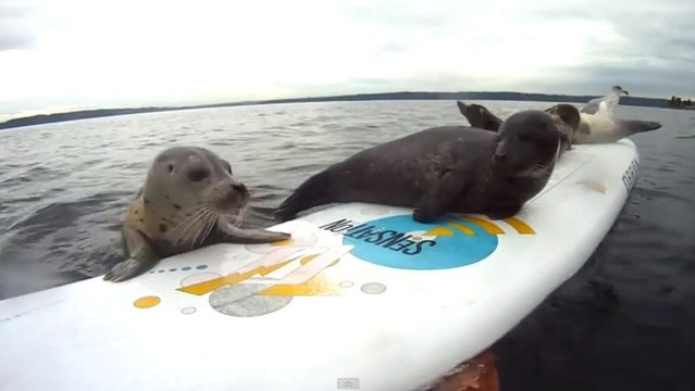 Ce bébé phoque essaie en vain de rejoindre ses amis sur une planche de surf. Y arrivera t-il ?