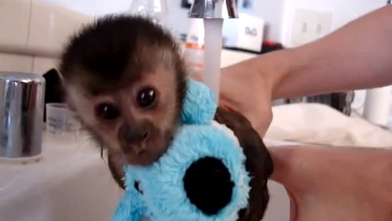 Un bébé singe prend son bain. Vous risquez d'en vouloir un aussi !