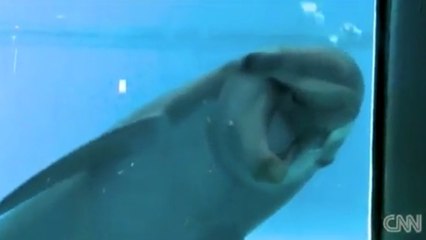 Ces dauphins se retrouvent pour la première fois devant un miroir. Leur réaction est hilarante