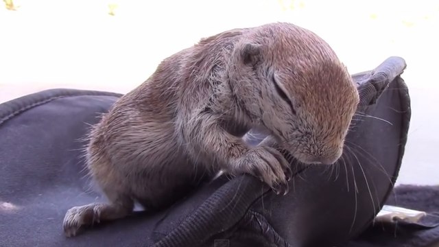 Cet écureuil est passé à deux doigts de la noyade. Mais cet homme lui a sauvé la vie
