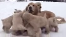 Cette maman chien joue avec ses petits dans la neige. Vous allez fondre