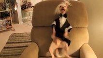 Ce chien est incroyable. C'est un danseur hors pair