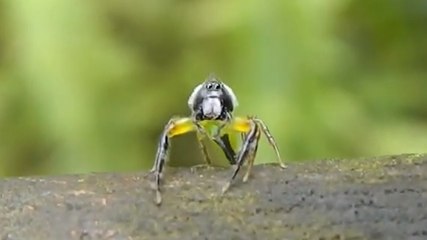 Cette araignée a l'air bien surprise. Mais qu'a-t-elle bien pu découvrir ?