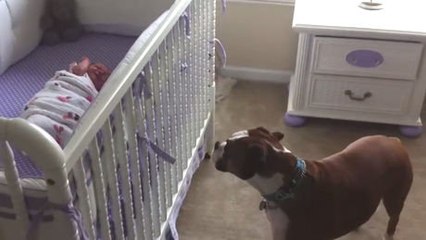 Cette chienne est comme une mère pour ce bébé. Regardez la s'occuper de lui