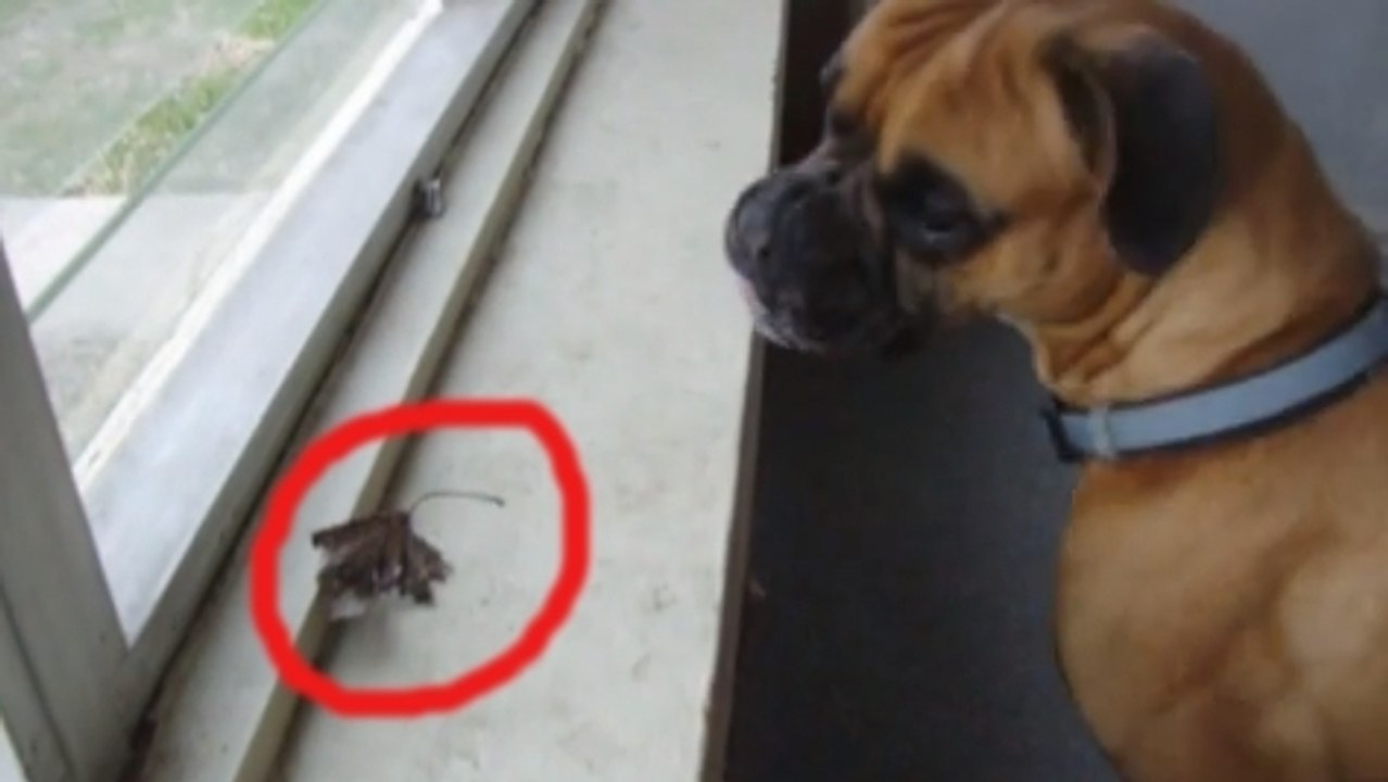 Ce chien est effrayé. Mais de quoi peut-il avoir si peur ?