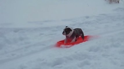 Les bouledogues sont de fabuleux animaux de compagnie. Vous allez craquer