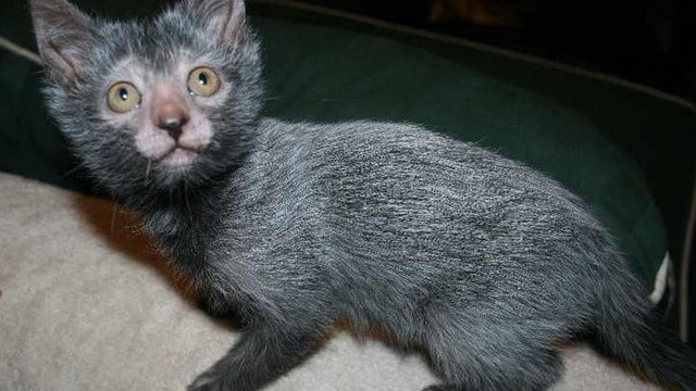 Ces chats sont incroyables. Ils ressemblent à des loups garous