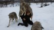 Ces loups n'avaient pas revu cette jeune femme depuis 2 mois. Leurs retrouvailles sont incroyables