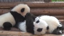 Ces pandas vont vous faire craquer. Ils sont vraiment trop mignons