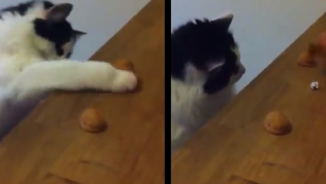 Ce chat est un pro des jeux de hasard. Vous n'allez pas en croire vos yeux