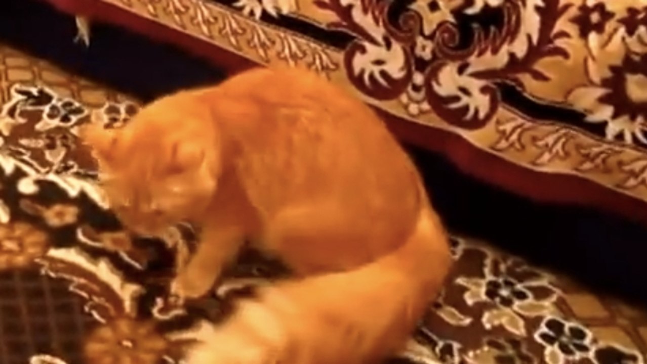 Ce chat a une drôle de réaction quand son maîtr...