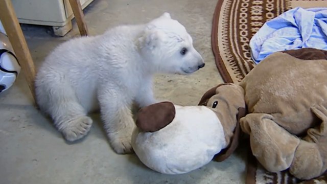 Cet ourson polaire fait ses premiers pas. Vous allez fondre