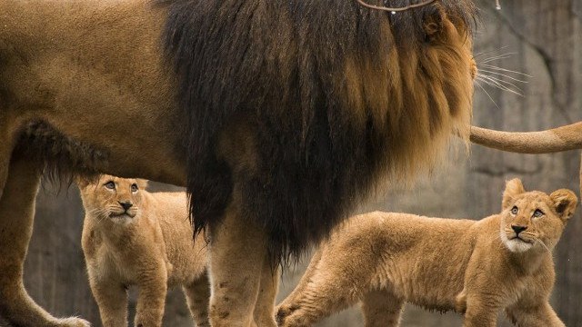 Ces lionceaux viennent de retrouver leur père. Ce moment restera gravé à jamais en eux