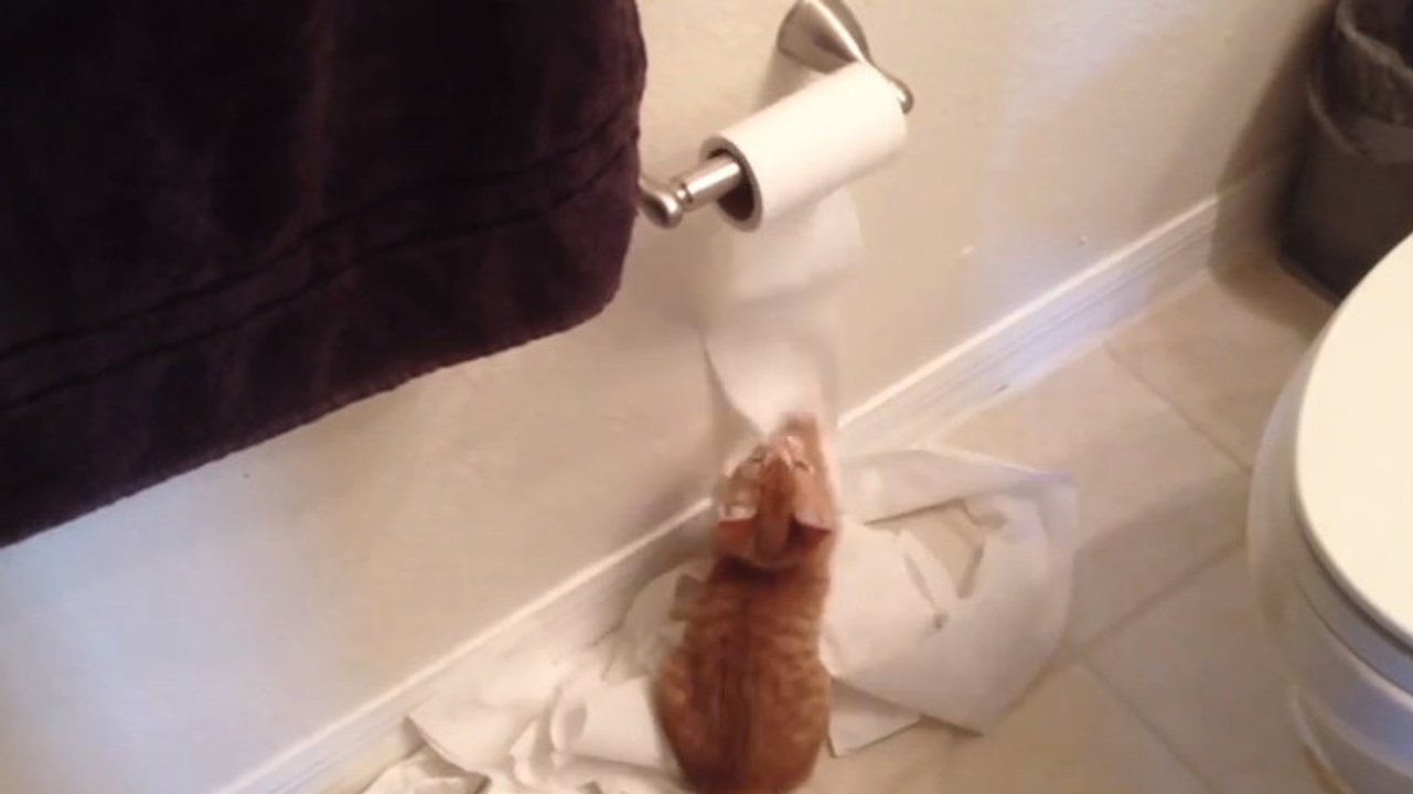 Ce chat semble inoffensif. Pourtant, c'est une vraie terreur