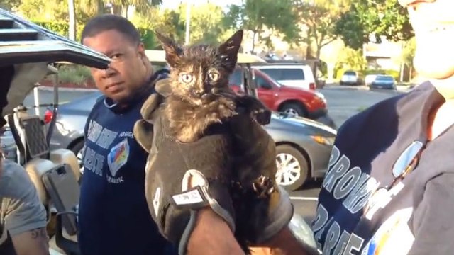 Ce chaton était en grand danger. Mais où avait-il bien pu se cacher ?