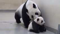 Ce bébé panda refuse d'aller dormir. Mais sa maman va sévir