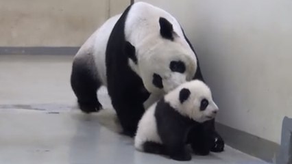 Ce bébé panda refuse d'aller dormir. Mais sa maman va sévir
