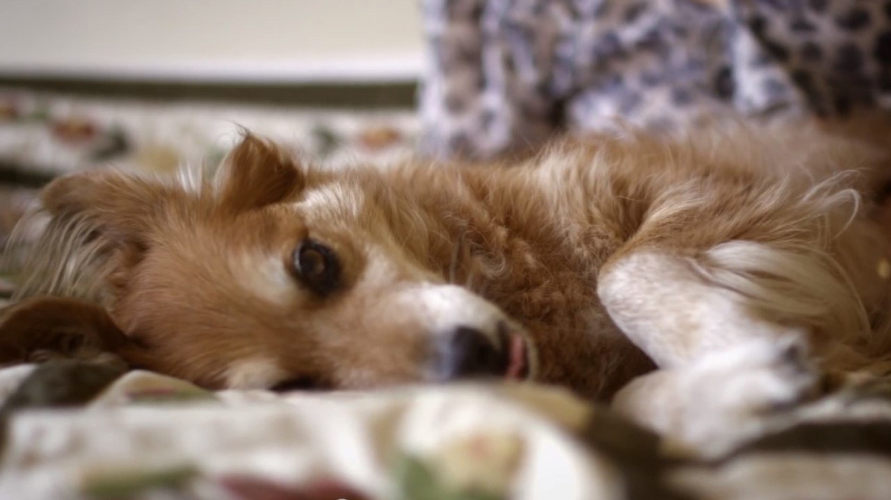 Ce chien a sauvé la vie de sa maîtresse en détectant son cancer. Découvrez cette incroyable histoire