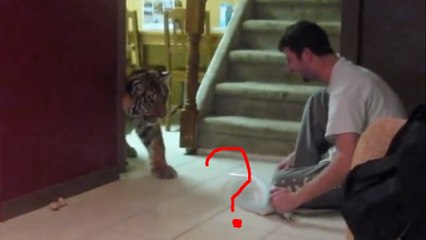 Les tigres sont parfois très peureux. En voilà la preuve