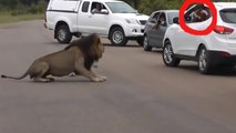 Les lions sont avant tout des animaux sauvages. Ces touristes l'ont bien compris