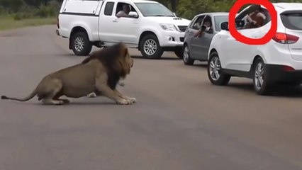 Les lions sont avant tout des animaux sauvages. Ces touristes l'ont bien compris