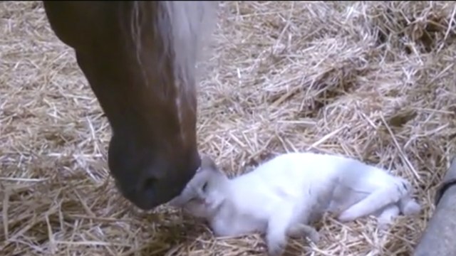 L'amitié n'est pas une question d'apparence. Ces deux copains vont vous le prouver