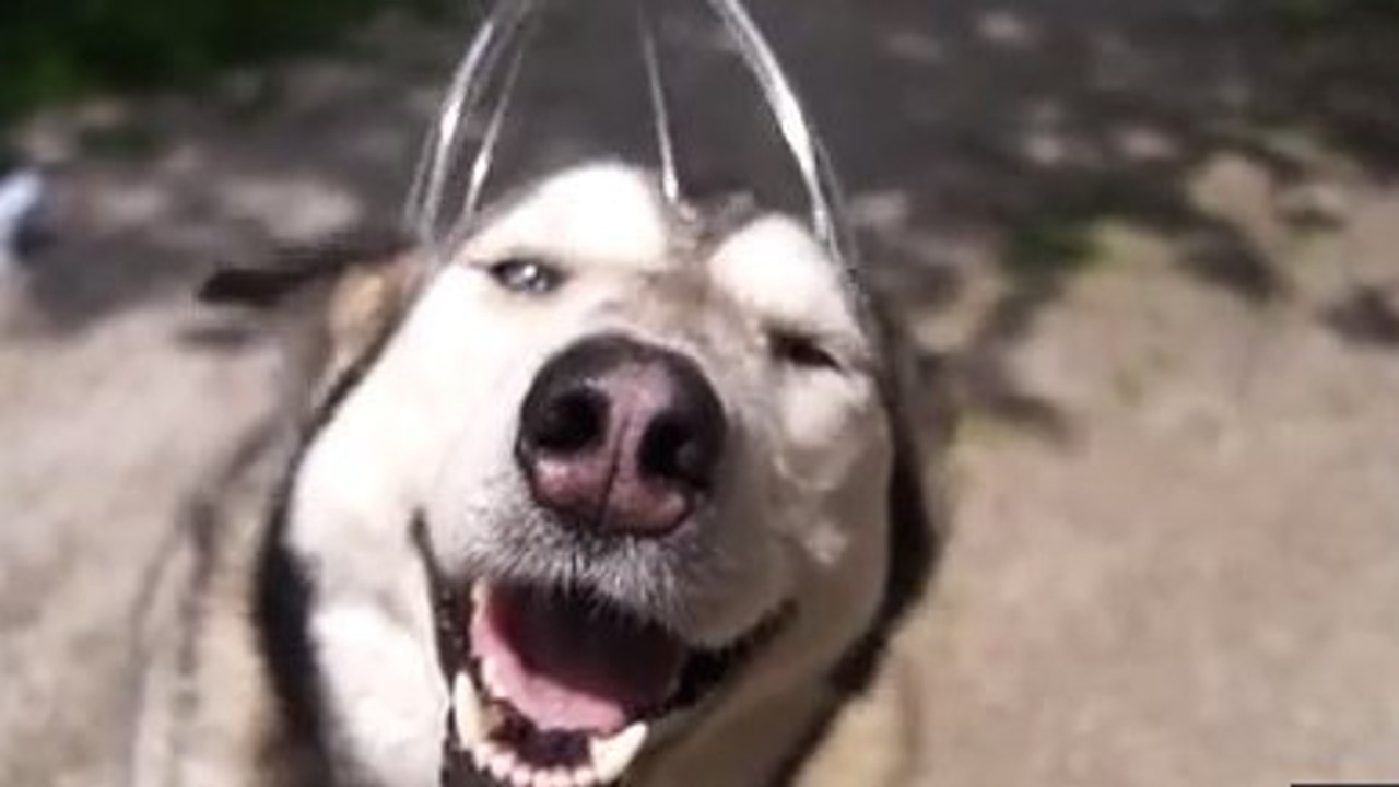 Ce chien découvre les joies du massage. Et il a l'air d'aimer ça